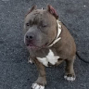 Meet your Posher, J anthony